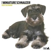 Miniature Schnauzer - Kalender 2022