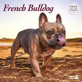 Franse Bulldog Kalender 2022 Deluxe