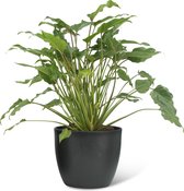 We Love Plants - Philodendron Xanadu + Pot Jeroen - 40 cm hoog - Middelgrote kamerplant