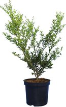 10 stuks | Japanse hulst 'Green Hedge' Pot 50-60 cm Extra kwaliteit - Bloeiende plant - Compacte groei - Geschikt als hoge en lage haag - Kleinbladig - Wintergroen