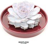 ROOTLESS Echeveria wit – vetplant - bordeaux rood pot 20 cm - ZERO water
