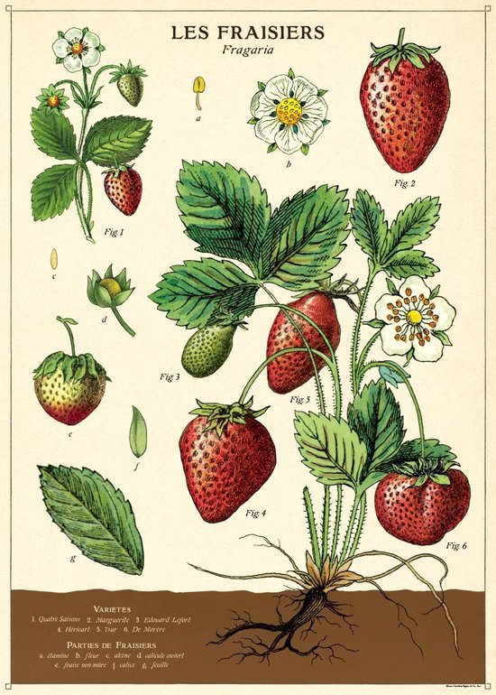Poster Aardbei - Cavallini & Co - Schoolplaat Strawberries / Les Fraisiers
