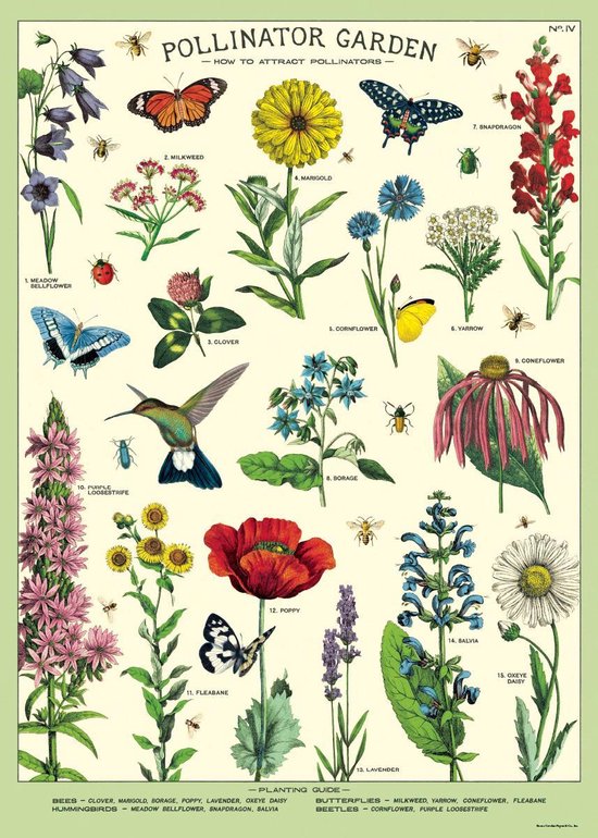 Poster Pollinator Garden - Cavallini & Co - Schoolplaat Bloemen en Vlinders