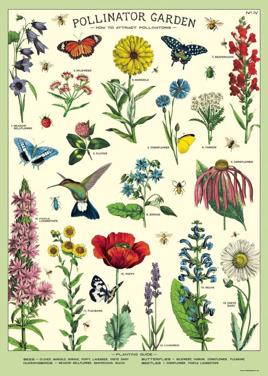 Cavallini & Co Poster Pollinator Garden - Cavallini & Co - Schoolplaat Bloemen en Vlinders Multi Color