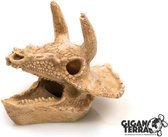 Triceratops Schedel | Aquarium sier element