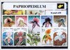 Afbeelding van het spelletje Paphiopedilum – Luxe postzegel pakket (A6 formaat) : collectie van verschillende postzegels van Paphiopedilum – kan als ansichtkaart in een A6 envelop - authentiek cadeau - kado - geschenk - kaart - orchidee - orchideeen - Venusschoentjes
