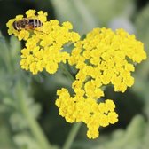 Achillea 'Moonshine' - Millefeuille - Pot 9x9 cm - 6 plantes