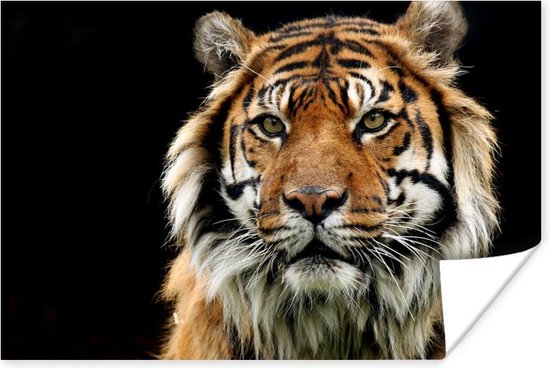 Poster Tijger - Zwart - Portret - 120x80 cm