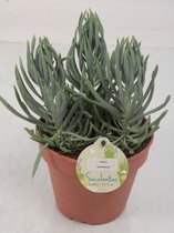 Kamerplant van Botanicly – Vetplanten mix – Hoogte: 25 cm – Succulentus