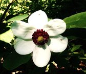 Magnolia sieboldii - 40 - 50 cm in pot - Heester - Tulpenboom