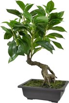 Maxifleur kunstplanten - Kunst Ficus - Kunst Bonsai  - in schaal - 50 cm - Niet van echt te onderscheiden!