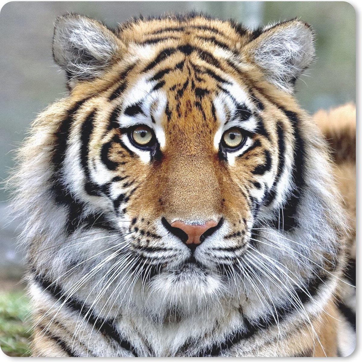 Muismat 20x20 cm - Mousepad Tijger - Jong - Dieren - Muismatten