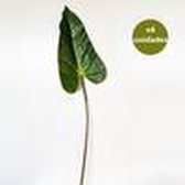 PACK 6 SHEETS ANTHURIUM 89 CM DECORATIEVE kunstrubber