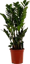 Kamerplant van Botanicly – Zamioculcas zamiifolia – Hoogte: 100 cm
