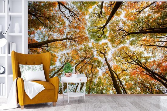 Papier peint - Papier peint photo Forêt - Arbres - Automne - Largeur 420 cm x hauteur 280 cm