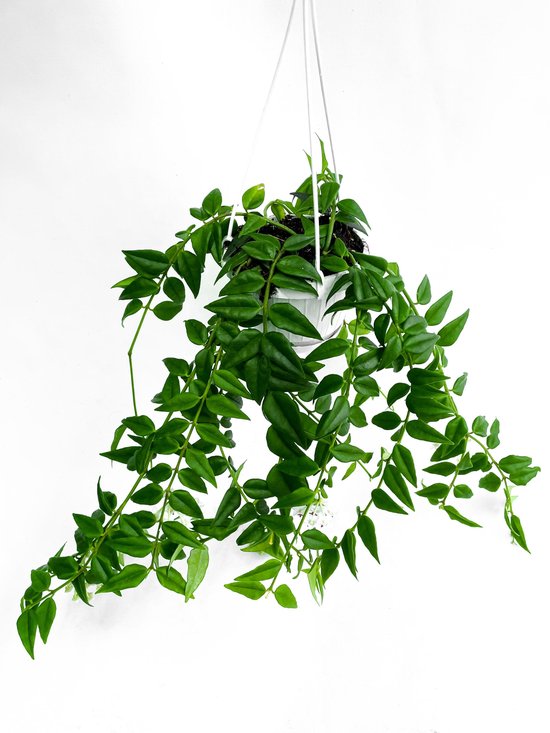 Hoya Bella [Urban Jungle - Kamerplant - Easy - Hangplant - Trendy plant -  Witte bloemen] | bol