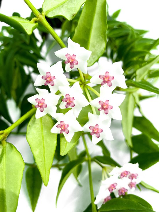 Hoya Bella [Urban Jungle - Kamerplant - Easy - Hangplant - Trendy plant -  Witte bloemen] | bol.com