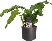 Decorum Calathea Network met Elho B.for soft antracite – ↨ 45cm – ⌀ 14cm