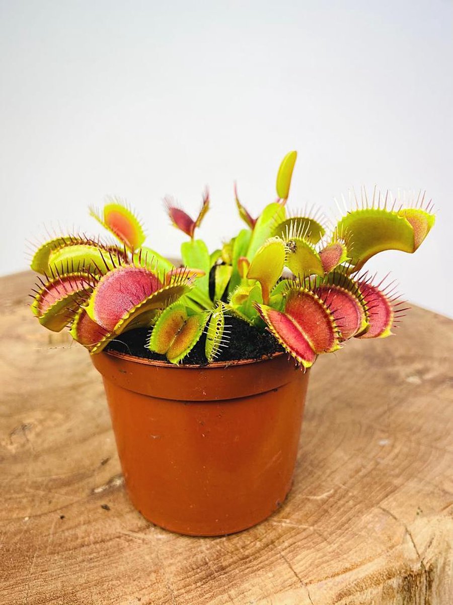 Vleesetende Planten Mix - 3 stuks | Ø 9 cm - Hoogte 10-20 cm | Bestrijden insecten in huis en tuin