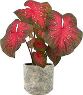 XL Caladium m Red Flash met pot Saar Earth ↕70cm - Kamerplant