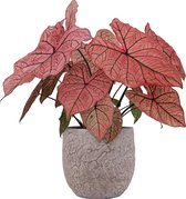 XL Caladium Spring Fling met pot Evi Vintage Pink ↕70cm - Kamerplant