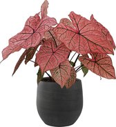 XL Caladium Spring Fling pot Esra Grafiet ↕70cm - Kamerplant