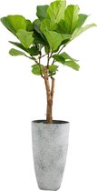 Kamerplant van Botanicly – Vioolplant  in grijs plastic pot als set – Hoogte: 140 cm, 1 tak – Ficus Lyrata