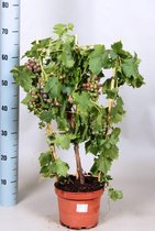 Fruitgewas van Botanicly – Wijnstok – Hoogte: 75 cm – Vitis Vinifera