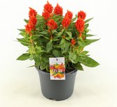 Bloem van Botanicly – Celosia argentea Kelos Fire – Hoogte: 40 cm