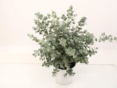 Kamerplant van Botanicly – Eucalyptus gunnii – Hoogte: 55 cm