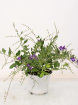 Boom van Botanicly – Duranta erecta – Hoogte: 25 cm