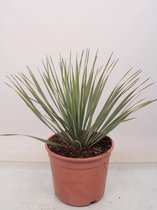 Kamerplant van Botanicly – Palmlelie – Hoogte: 60 cm – Yucca Rostrata