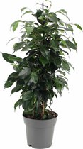 Kamerplant van Botanicly – Treurvijg – Hoogte: 70 cm – Ficus benjamina Danielle