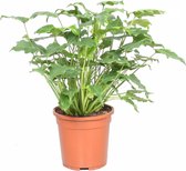 Kamerplant van Botanicly – Philodendron Xanadu – Hoogte: 50 cm