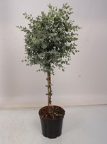 Kamerplant van Botanicly – Eucalyptus gunnii – Hoogte: 100 cm
