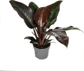 Philodendron Imperial Red 50 cm