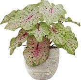 XL Caladium Miss Muffet met pot Karlijn Earth ↕ 70cm - Kamerplant