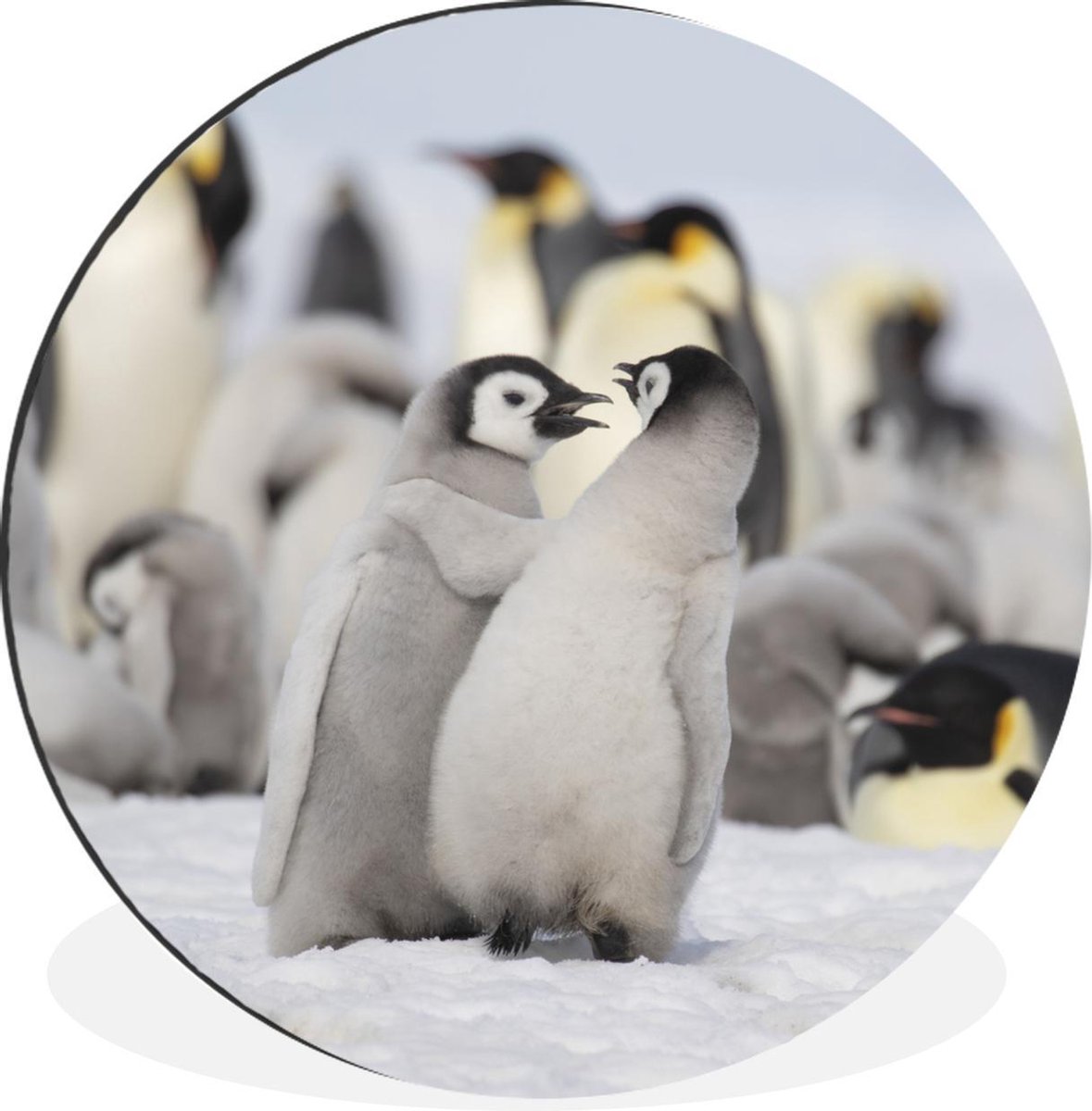 WallCircle - Wandcirkel - Muurcirkel - Pinguïn - Sneeuw - Baby - Aluminium - Dibond - 140x140 cm - Binnen en Buiten