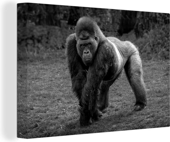 Tableau sur toile Un Gorilla marche sur ses mains et ses jambes - noir et blanc - 90x60 cm - Décoration murale