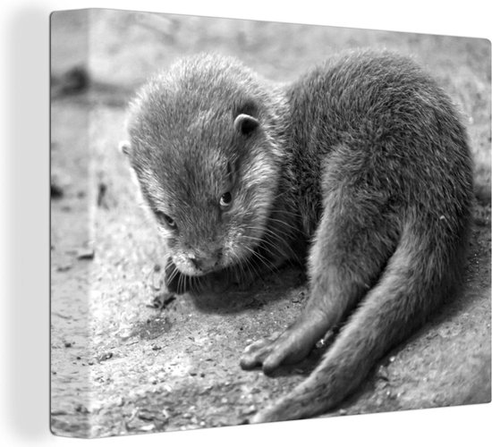 Canvas Schilderij Een baby otter kijkt schuchter richting de camera - zwart wit - 120x90 cm - Wanddecoratie