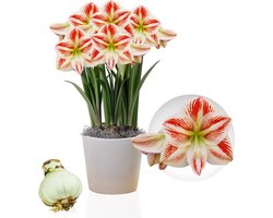 Amaryllis Bol - Clown - Bloembollen - 1 stuk - Rood-Wit - Bloem bollen - No Water Flower