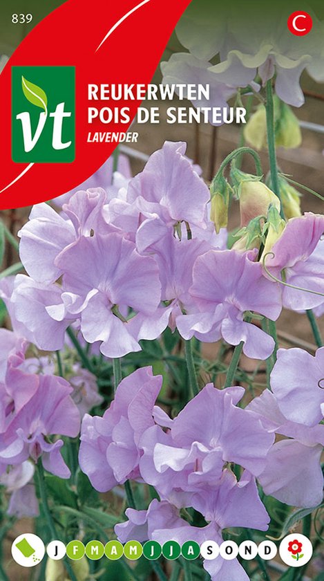 Reukerwt 'Lavendel' - Geurende Bloemen voor Sierlijke Borders