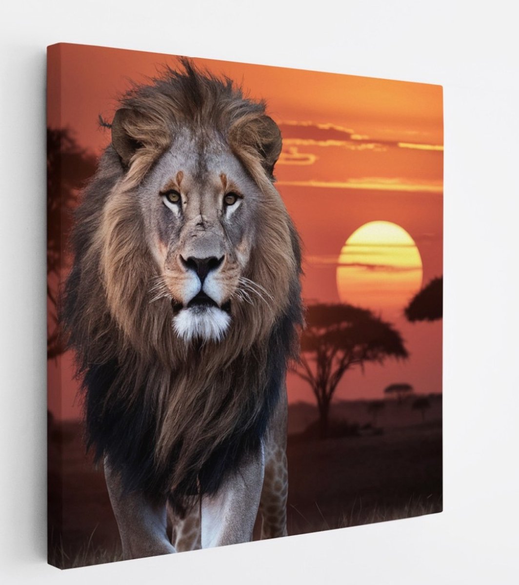 Saammp Canvas Schilderij - Leeuw met afrikaanse zonsondergang - Dieren - Natuur - 60x60 - Foto op canvas - Wanddecoratie - Muurdecoratie Woonkamer - Slaapkamer decoratie - Canvas Print Multicolor