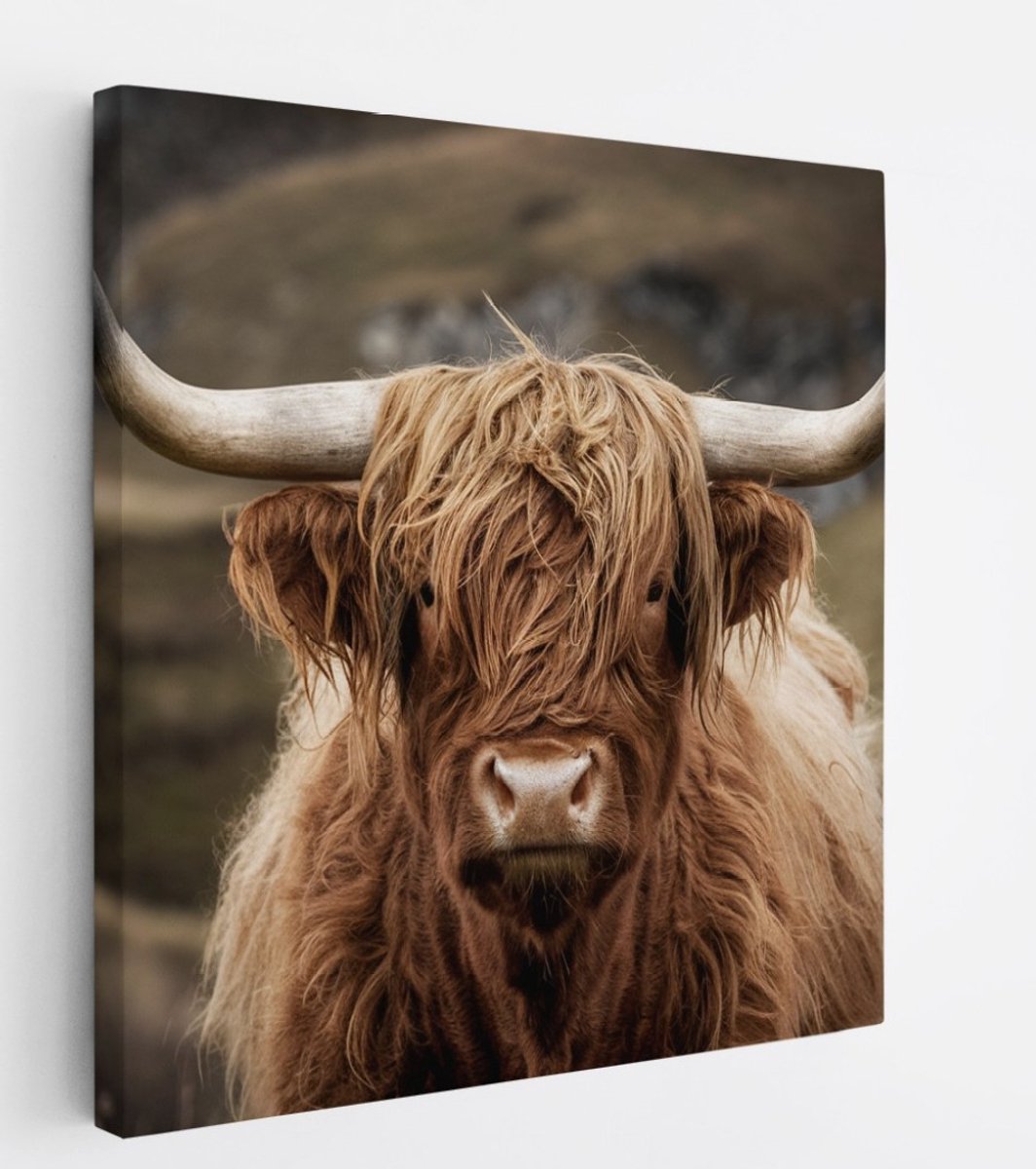 Saammp Canvas Schilderij - Schotse Hooglander Koe tussen de bomen - Winter - Landschap - Dieren - Natuur - 100x100 - Foto op canvas - Wanddecoratie - muurdecoratie Woonkamer - Slaapkamer decoratie - Canvas Print Multicolor