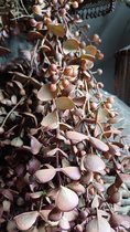 Kunsttak eucalyptus hangend mauve