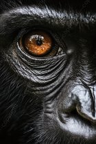 K&C Art (Peinture sur toile) 80x120cm | Gros plan chimpanzé - singe - animal - noir - marron - moderne - art | Séjour - chambre - hall - bureau | Impression de peinture photo sur toile - décoration murale - décoration murale - art mural