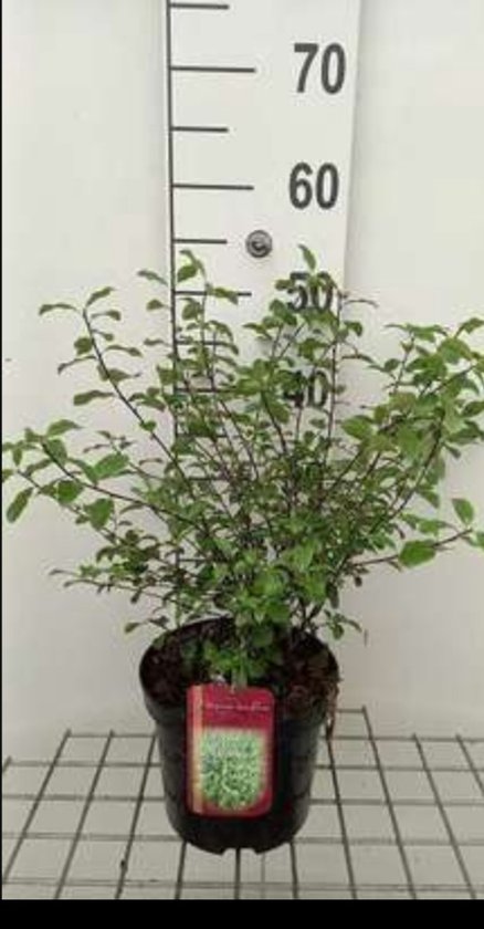 Pittosporum tenuifolium in pot, 30-40 cm hoog, met groene bladeren en donkere takken.