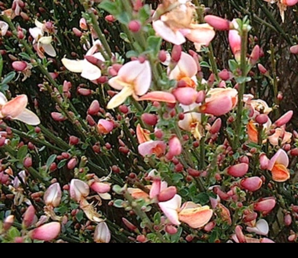 Cytisus (p) 'Zeelandia' - Brem , Geitenklaver 40- 60 cm in pot