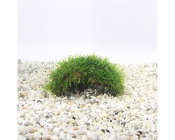 Moerings 1-gaats cocosnoot met javamos Waterplant