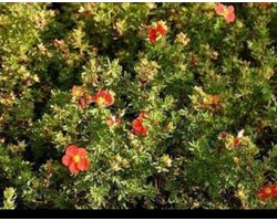 2 x Potentilla frut. 'Marian Red Robin'® ('marrob') - Struikganzerik, Heesterganzerik, Vijfvingerkruid 25- 30 cm in pot